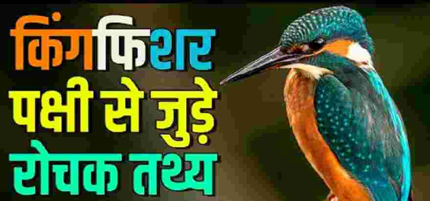 Kingfisher Bird Facts