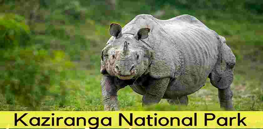 Kaziranga National Park is Famous for