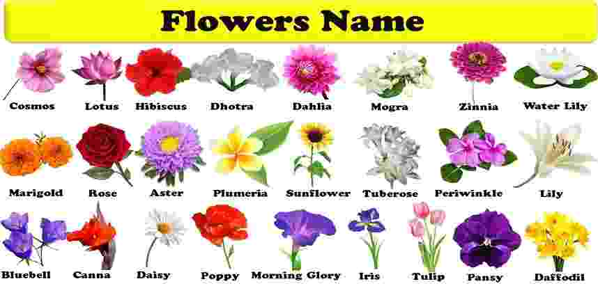 Flowers Names: Great List of Flowers and Types of Flowers