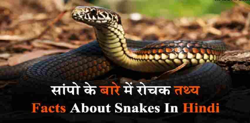 Snakes Facts